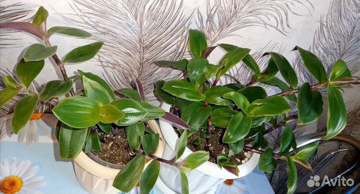 Блоссфельдианы комнатные растения