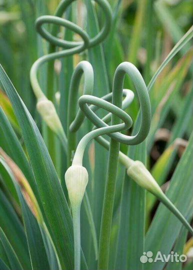 Стрелки чеснока