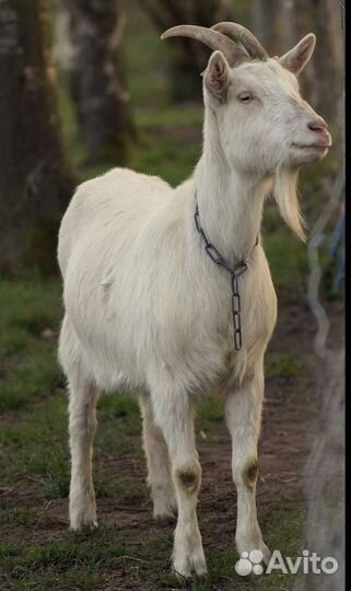 Коза дойная молочная