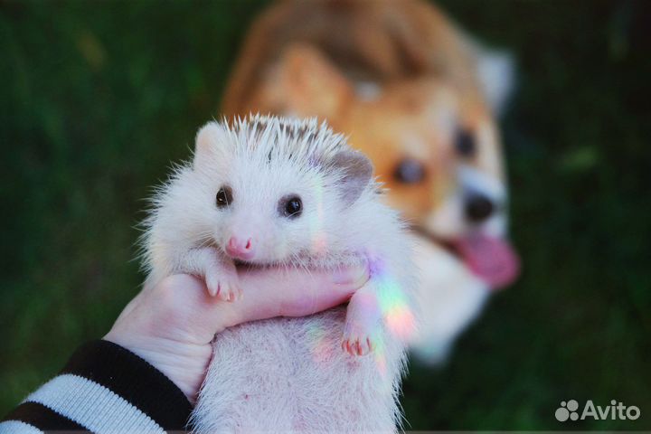 Африканский еж