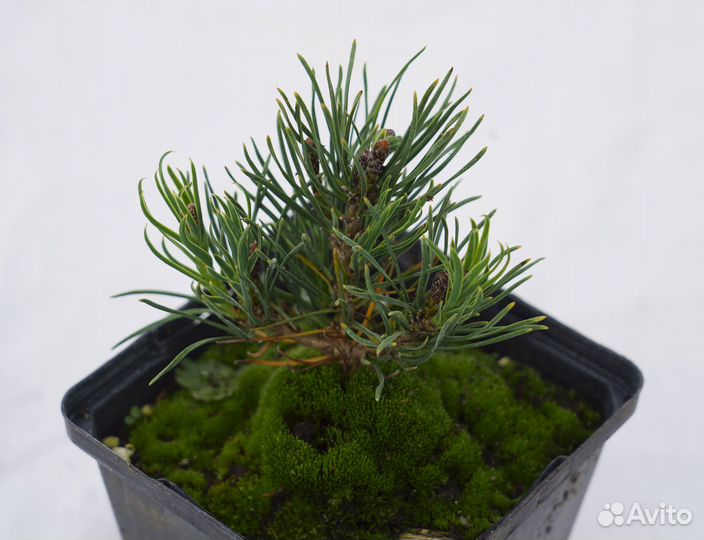 Сосна горная пумилио