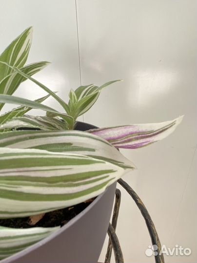 Традесканция альбифлора