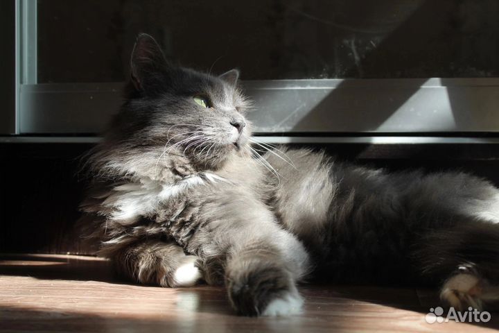Кошка в дар бесплатно