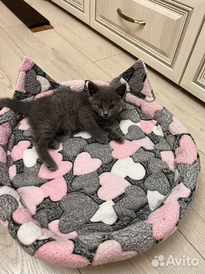 Британская кошечка