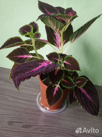 Комнатные цветы