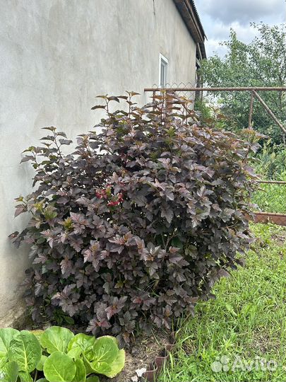 Пузыреплодник саженец