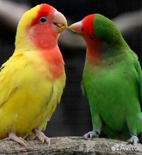 Попугай неразлучники