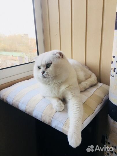 Кот Шотландский вислоухий вязка