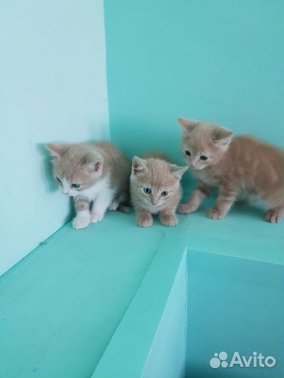 Котята в добрые руки, мальчики