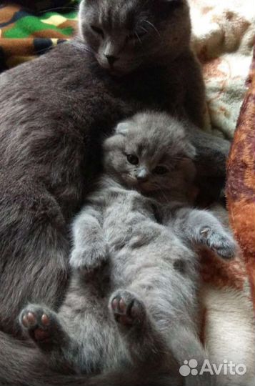 Шотландские котята