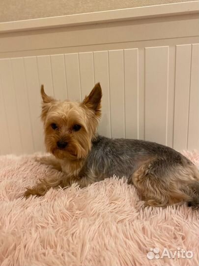 Йоркширский терьер мальчик