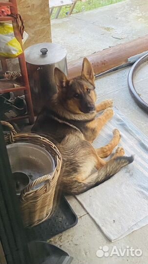 Щенок немецкой овчарки