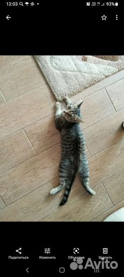 Кошечка Алиса в добрые руки