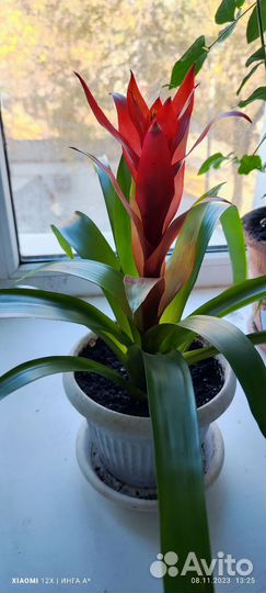 Комнатные цветы, бромелия