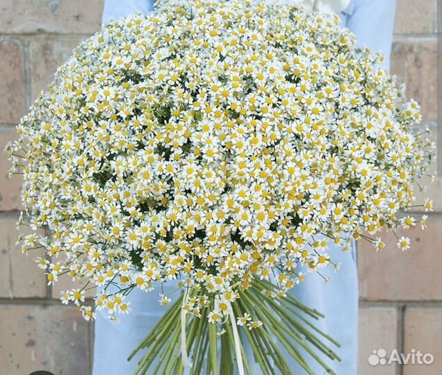 Букеты из ромашек, охапка