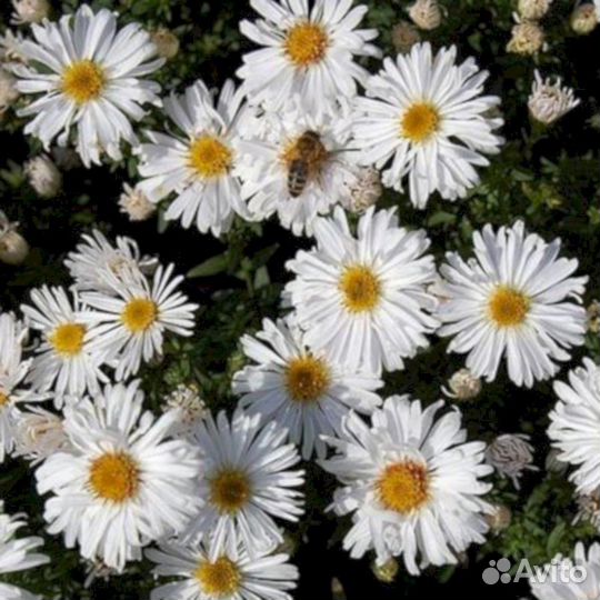 Многолетники Астра кустарниковая Вайслендер