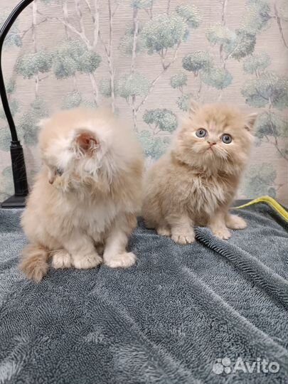 Персидская