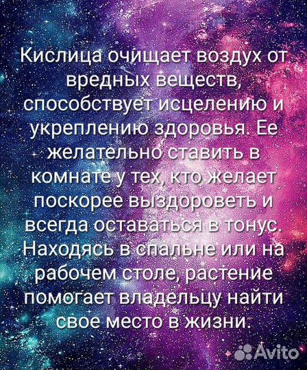 Кислица треугольная (Оксалис)