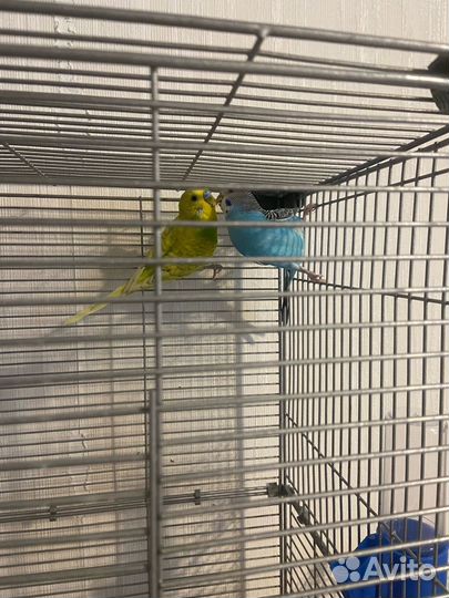 Волнистый попугай