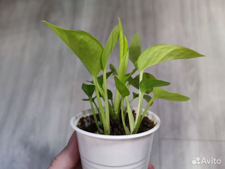 Эпипремнум Неон (Neon)