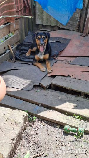 Щенок Мальчик