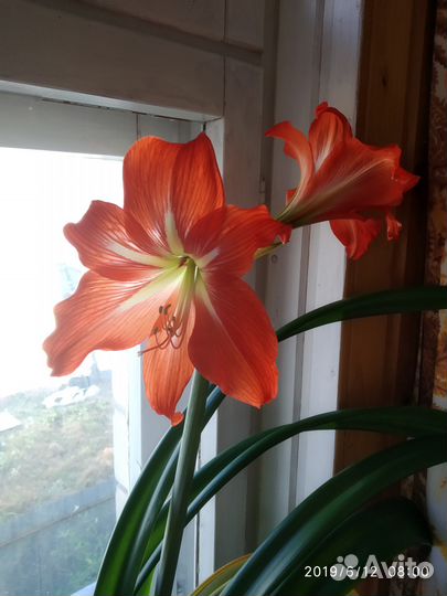 Амариллисы цветущие