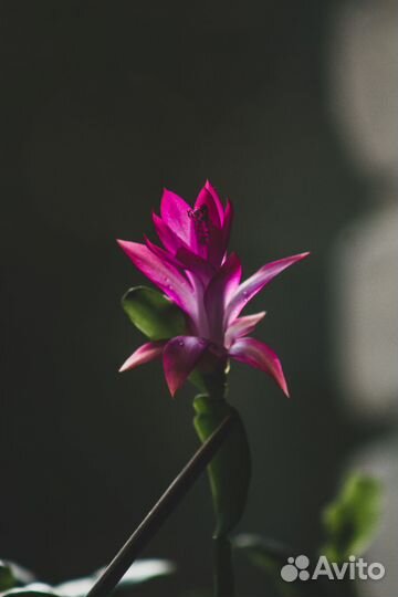 Ретушь и обработка фотографий