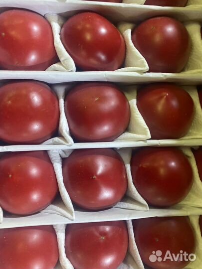 Помидор узбекистан