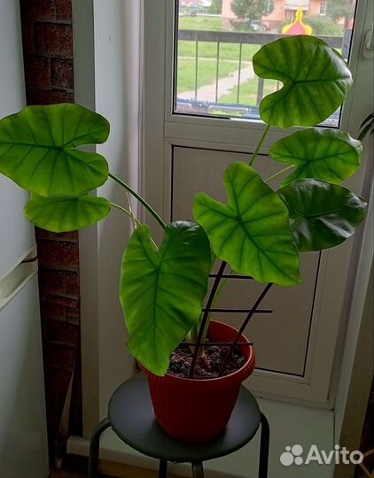 Аглаонема Боксинг, алоказия Калидора и живой мох