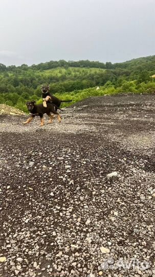 Щенки немецкой овчарки