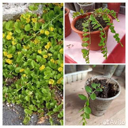 Почвопокровники: дюшенея, барвинок, вербейник