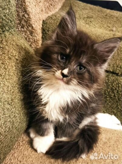 Котята Мэйнкуны