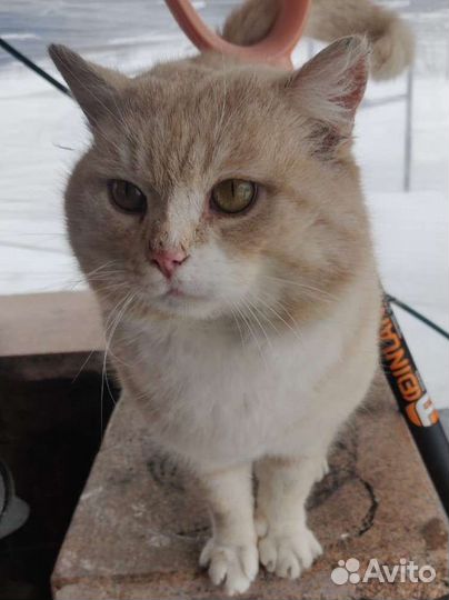 Кот метис шотландца