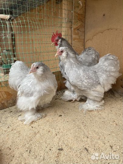 Карликовые кохинхины