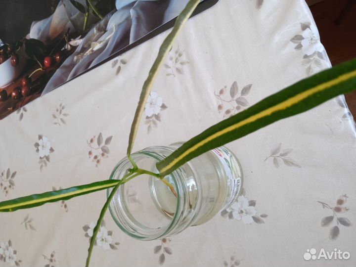 Кротон-отросток