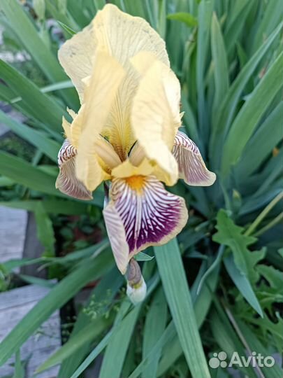 Ирис, сколка