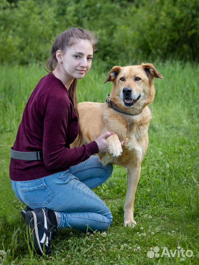 Классный пёс-компаньон. Смотри видео