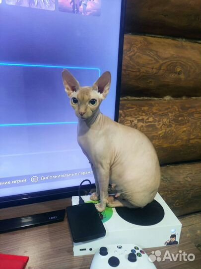 Котята сфинкс