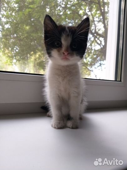 Домашние животные котята