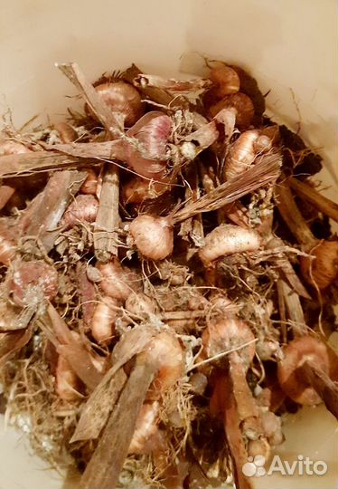 Гладиолусы луковицы