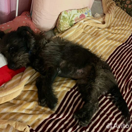 Собака бесплатно в добрые руки