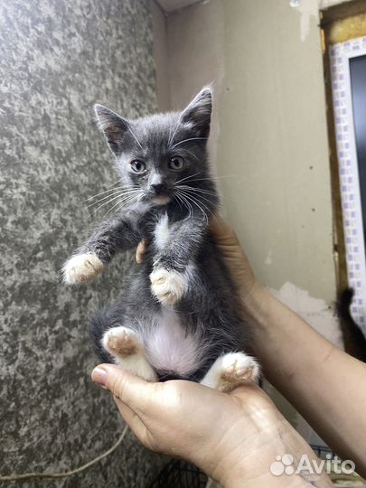 Котятам в приюте очень нужен дом