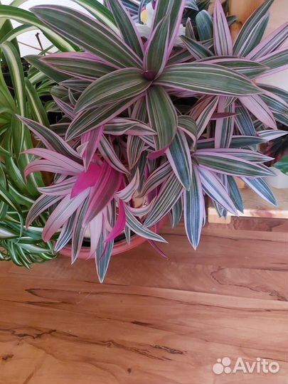 Бегония, Алоказия, Папоротник, выскочка