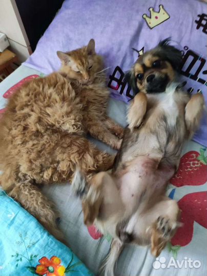 Добрые руки