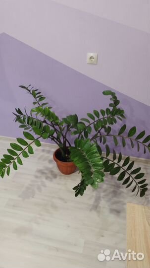 Замиокулькас