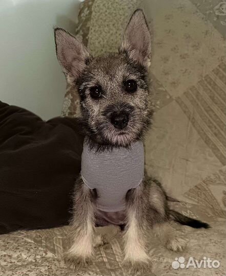 Щенки метисы хаски и шнауцера