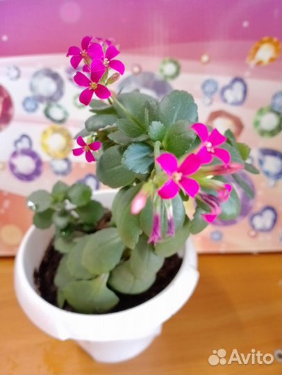 Каланхоэ цветущий