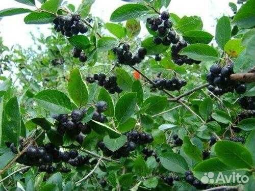 Яблоки, черноплодная, рябина, чайный гриб