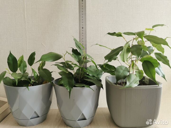 Фикус бенджамина