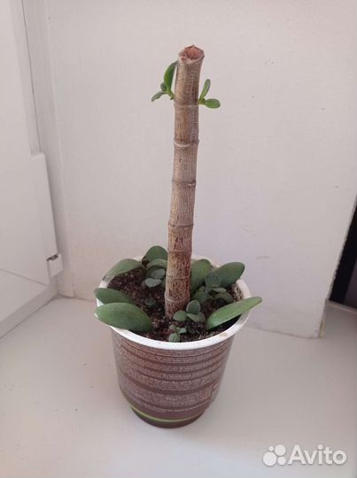 Толстянка(денежное дерево)